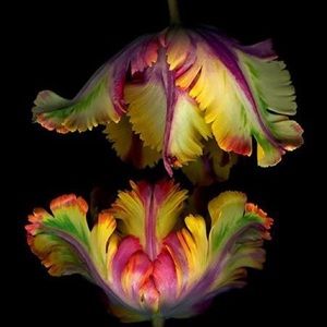 Meet your Posher, Mariana